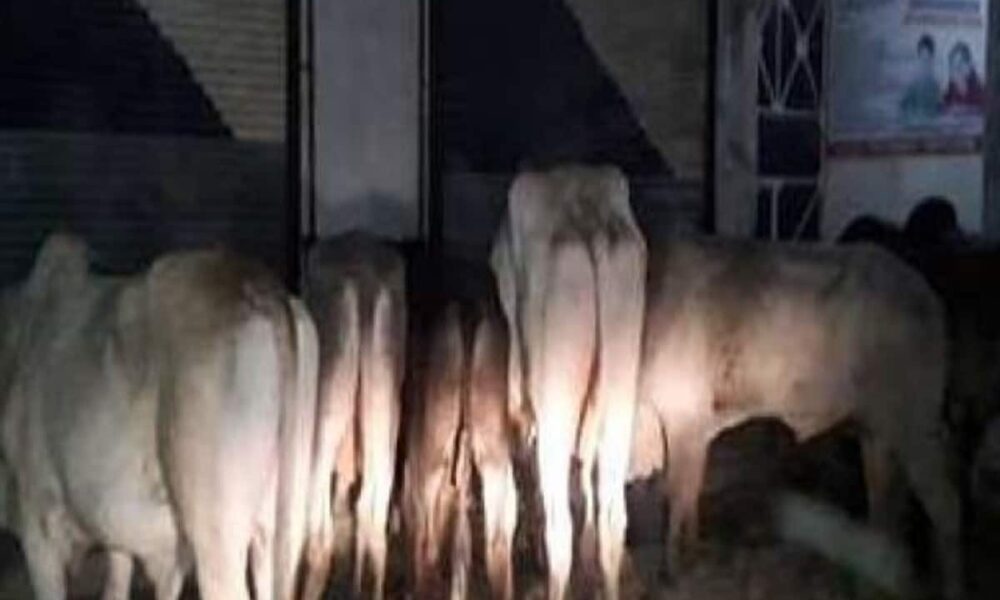 यूपी में पशुपालकों को बीमा प्रीमियम पर मिलेगी ज्यादा सब्सिडी