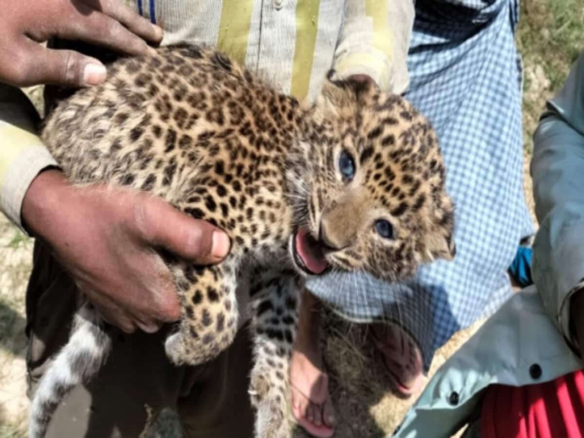 कतर्नियाघाट सेंचुरी में घायल तेंदुए के शावक को यूपी के किसी चिड़ियाघर में नहीं मिली पनाह, अंततः दम तोड़ा कतर्नियाघाट सेंचुरी में घायल तेंदुए के शावक को यूपी के किसी चिड़ियाघर में नहीं मिली पनाह, अंततः दम तोड़ा