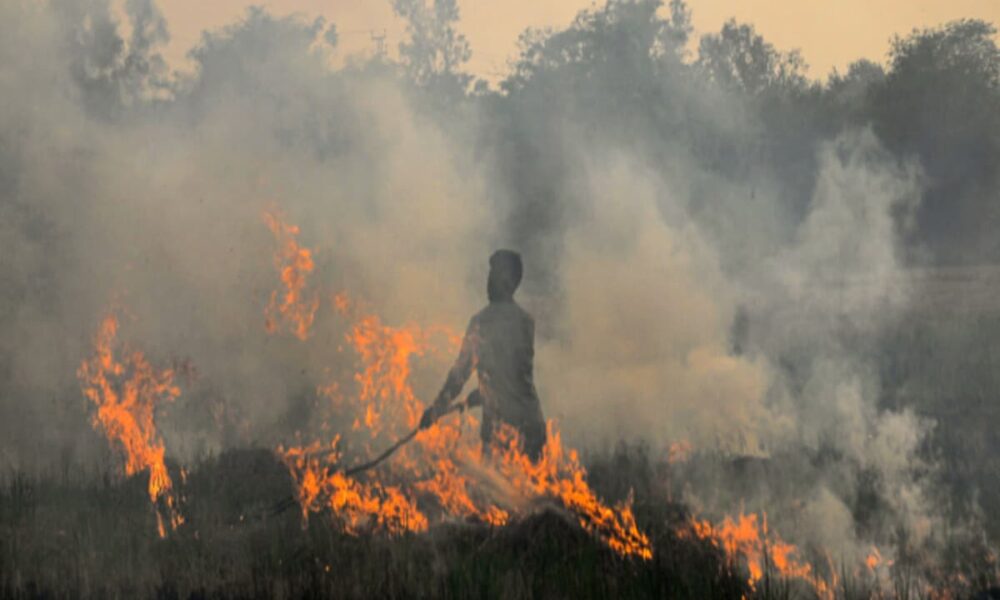 पराली पर ब्लेम गेम के बीच आंकड़ों ने बताया सच; अकेले पंजाब 65% मामलों का जिम्मेदार, हरियाणा बस इतना