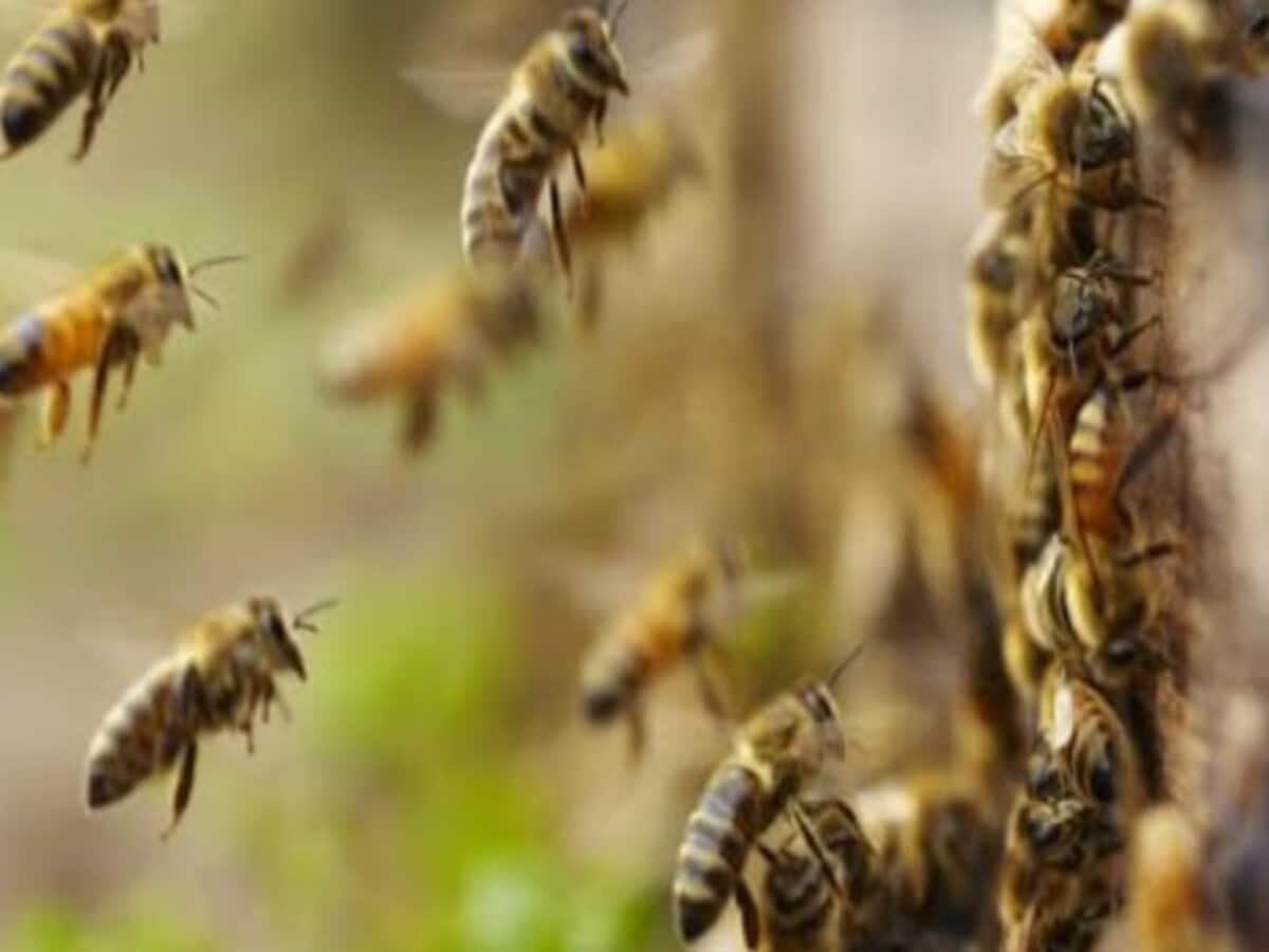 छत्तीसगढ़ के धमतरी में मधुमक्खी का हमला, घायल हुए 30 स्कूली बच्चे, अस्पताल में कराया गया भर्ती, बीते दिनों हुई थी 1 की मौत छत्तीसगढ़ के धमतरी में मधुमक्खी का हमला, घायल हुए 30 स्कूली बच्चे, अस्पताल में कराया गया भर्ती, बीते दिनों हुई थी 1 की मौत
