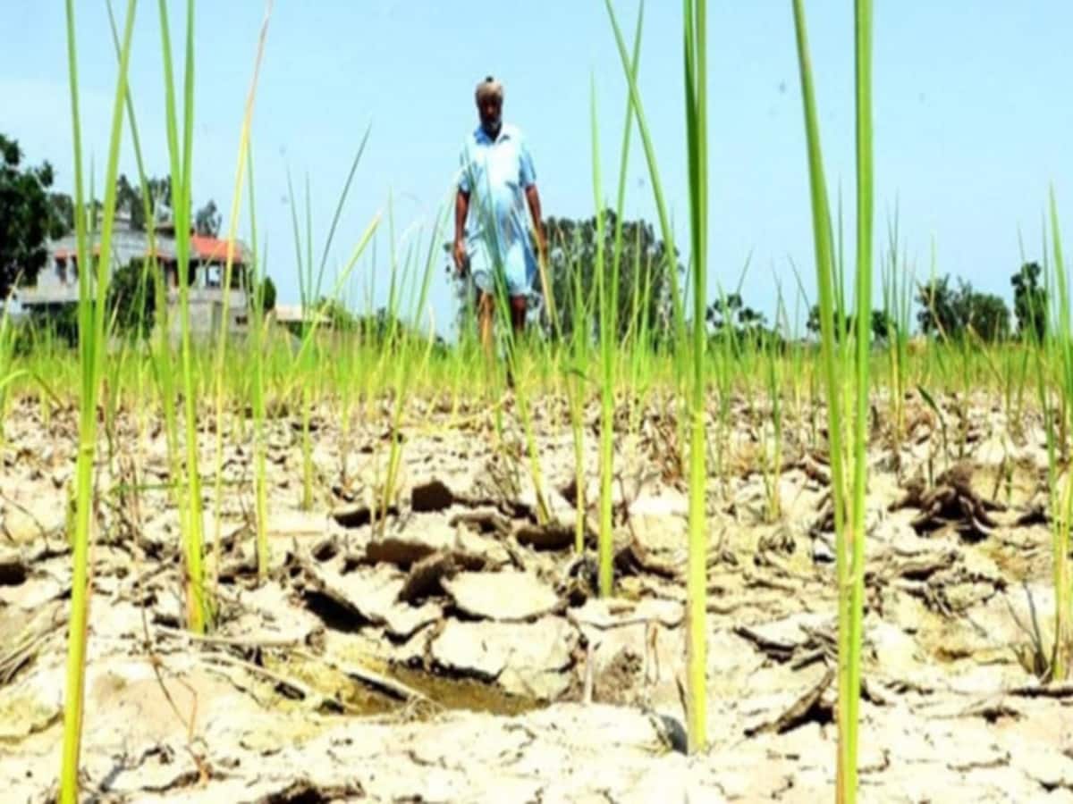 बारिश-बर्फबारी की कमी से सूखे का संकट, किसानों हो रहे परेशान-पर्यटक मायूस बारिश-बर्फबारी की कमी से सूखे का संकट, किसानों हो रहे परेशान-पर्यटक मायूस