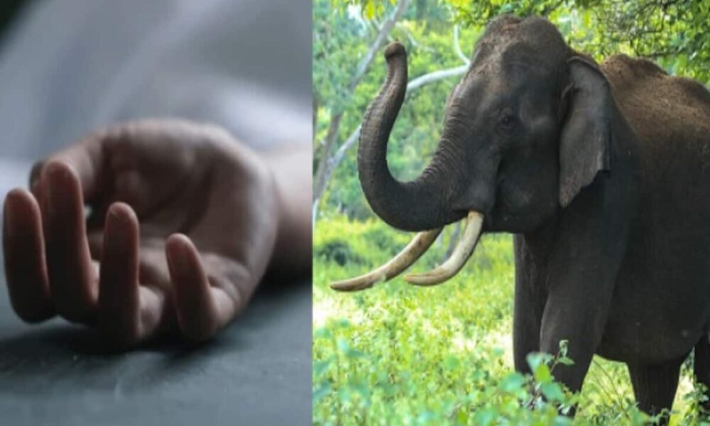 जंगल में गए भाइयों पर टस्कर का जानलेवा हमला, हाथी ने 1 भाई का पटकर मार डाला