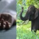 जंगल में गए भाइयों पर टस्कर का जानलेवा हमला, हाथी ने 1 भाई का पटकर मार डाला