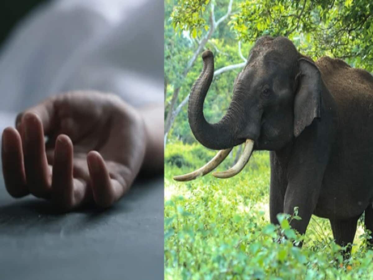 जंगल में गए भाइयों पर टस्कर का जानलेवा हमला, हाथी ने 1 भाई का पटकर मार डाला जंगल में गए भाइयों पर टस्कर का जानलेवा हमला, हाथी ने 1 भाई का पटकर मार डाला
