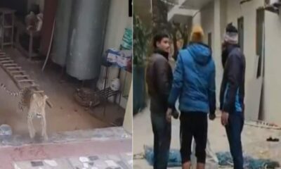 Gurugram Narsinghpur village leopard entered in house forest dept rescuing watch VIDEO