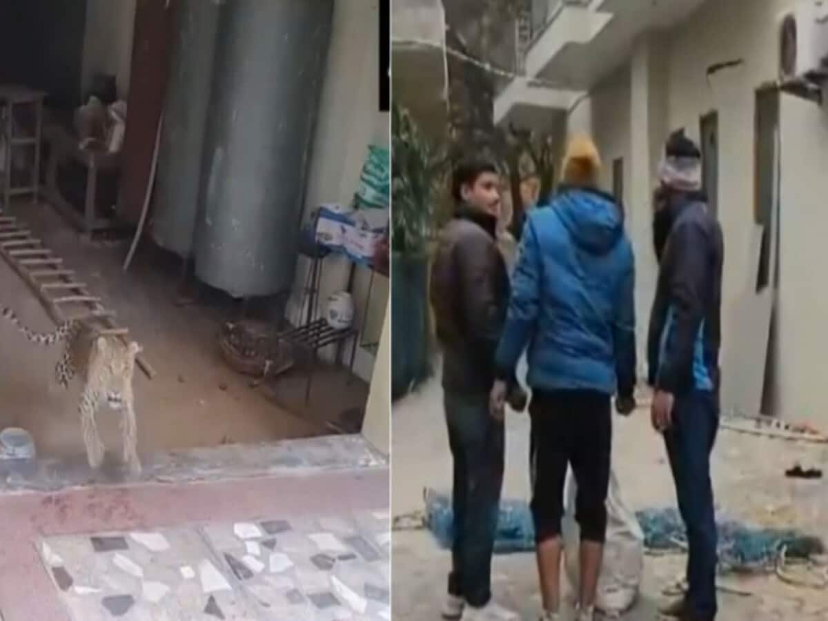 Gurugram Narsinghpur village leopard entered in house forest dept rescuing watch VIDEO Gurugram Narsinghpur village leopard entered in house forest dept rescuing watch VIDEO