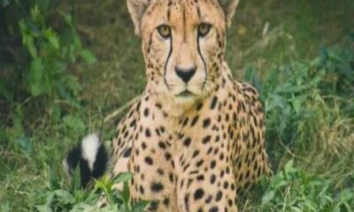 Kuno national park Namibian Cheetah named Jwala has given birth to three cubs