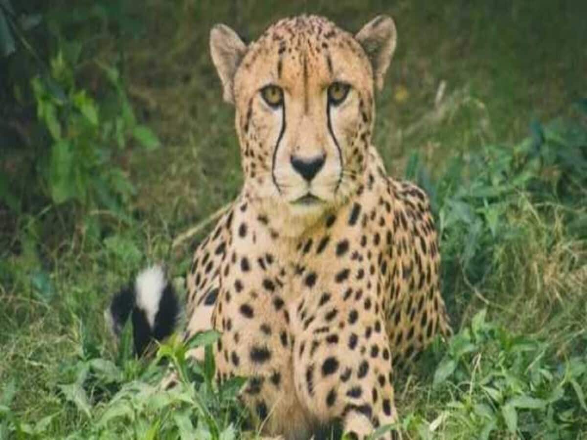 Kuno national park Namibian Cheetah named Jwala has given birth to three cubs Kuno national park Namibian Cheetah named Jwala has given birth to three cubs
