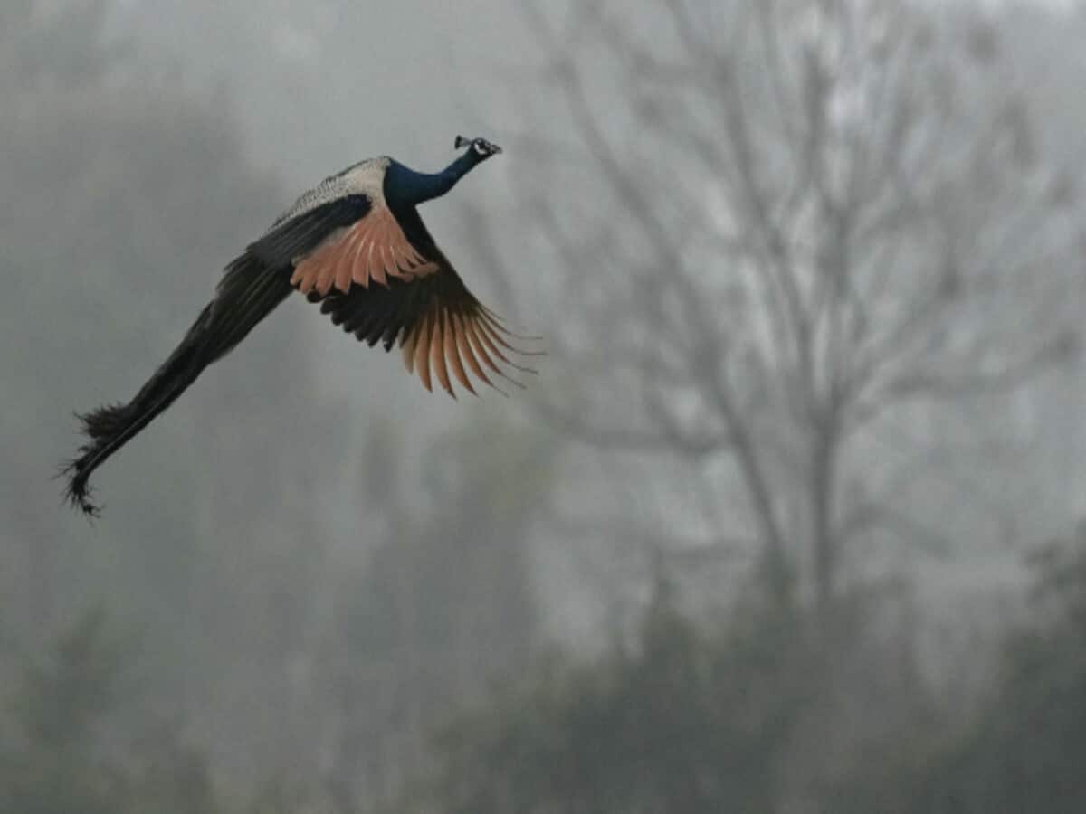 Madhya Pradesh Weather Report : ठंडी हवाएं बढ़ाएंगी ठिठुरन और पड़ेगी कोहरे की मार; बारिश पर भी IMD ने दिया अपडेट Madhya Pradesh Weather Report : ठंडी हवाएं बढ़ाएंगी ठिठुरन और पड़ेगी कोहरे की मार; बारिश पर भी IMD ने दिया अपडेट