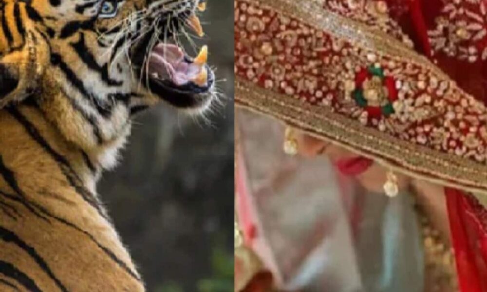 बाघ की वजह से निकाह की खुशियां मातम में बदली, कार्बेट पार्क से सटे अमानगढ़ रेंज में हमले में युवती की मौत