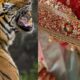 बाघ की वजह से निकाह की खुशियां मातम में बदली, कार्बेट पार्क से सटे अमानगढ़ रेंज में हमले में युवती की मौत