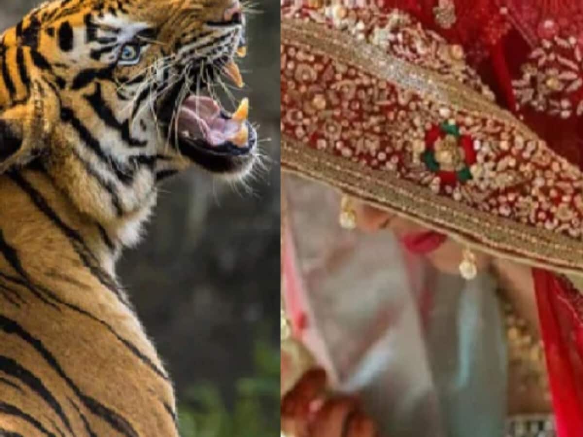 बाघ की वजह से निकाह की खुशियां मातम में बदली, कार्बेट पार्क से सटे अमानगढ़ रेंज में हमले में युवती की मौत बाघ की वजह से निकाह की खुशियां मातम में बदली, कार्बेट पार्क से सटे अमानगढ़ रेंज में हमले में युवती की मौत