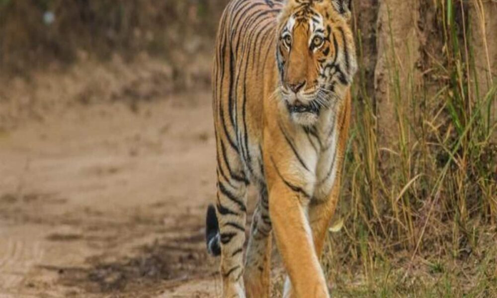 7 बाघ पिंजरे के पास से गुजरे पर झांसे में नहीं आए, वन विभाग का आदमखोर को पकड़ने का अब क्या प्लान?