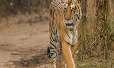 7 बाघ पिंजरे के पास से गुजरे पर झांसे में नहीं आए, वन विभाग का आदमखोर को पकड़ने का अब क्या प्लान?
