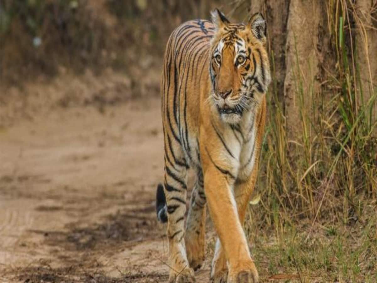 7 बाघ पिंजरे के पास से गुजरे पर झांसे में नहीं आए, वन विभाग का आदमखोर को पकड़ने का अब क्या प्लान? 7 बाघ पिंजरे के पास से गुजरे पर झांसे में नहीं आए, वन विभाग का आदमखोर को पकड़ने का अब क्या प्लान?