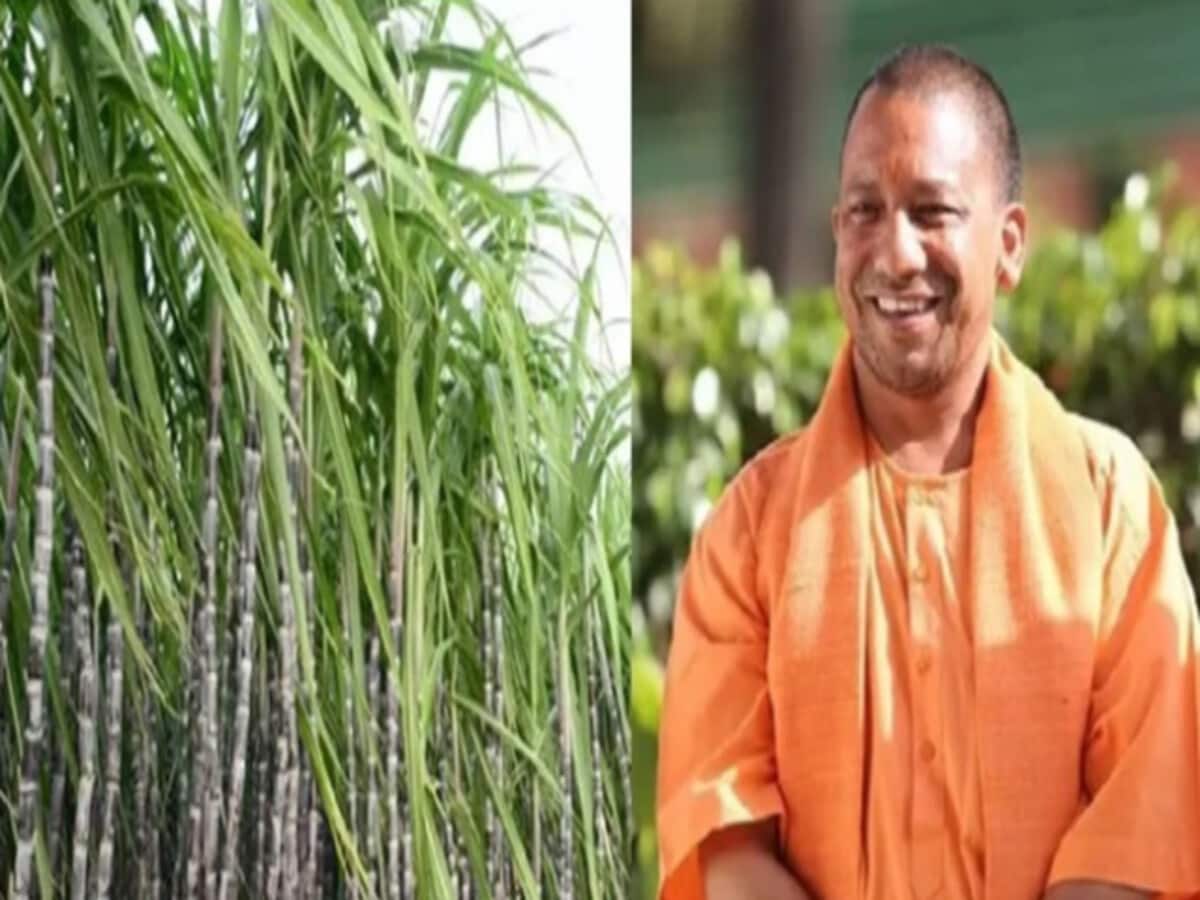 after friendship of bjp rld sugarcane farmers of up can get this good news yogi government preparing after friendship of bjp rld sugarcane farmers of up can get this good news yogi government preparing