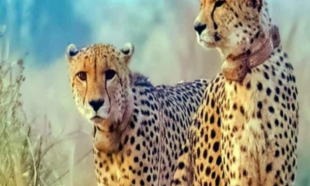 कूनो के बाद यह अभयारण्य बन सकता है चीतों का दूसरा आशियाना, तैयारी पूरी