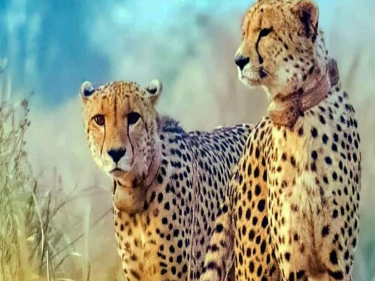 कूनो के बाद यह अभयारण्य बन सकता है चीतों का दूसरा आशियाना, तैयारी पूरी कूनो के बाद यह अभयारण्य बन सकता है चीतों का दूसरा आशियाना, तैयारी पूरी