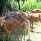delhi high court to dda for conduct deer census in deer park