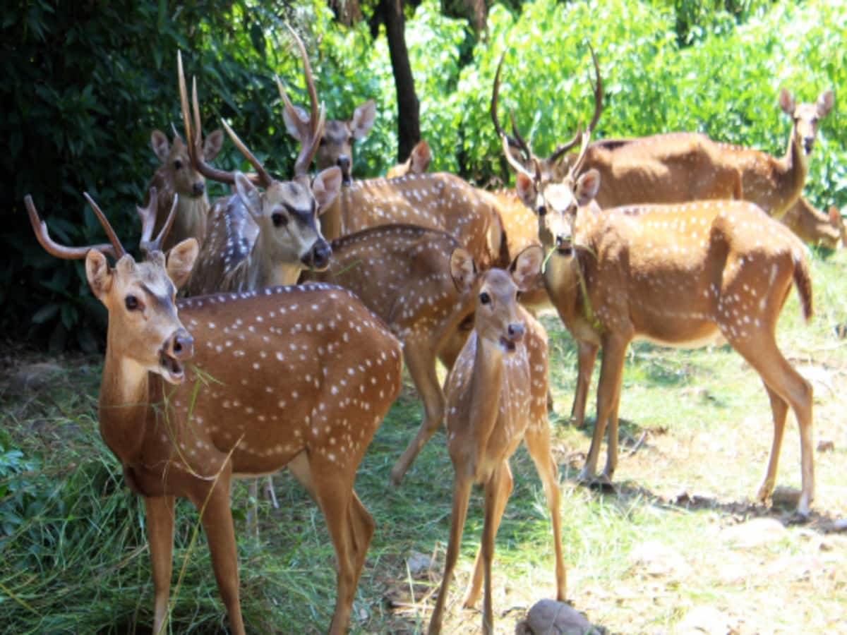 delhi high court to dda for conduct deer census in deer park delhi high court to dda for conduct deer census in deer park
