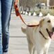 गाजियाबाद में कुत्ता पालना पड़ेगा 5 गुना महंगा, इन 7 नियमों का पालन भी होगा जरूरी