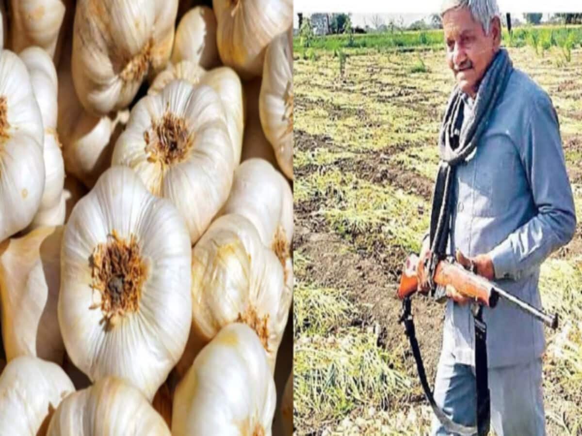 लहसुन की रखवाली के लिए बंदूकधारी गार्ड, सीसीटीवी कैमरे; क्या है वजह? लहसुन की रखवाली के लिए बंदूकधारी गार्ड, सीसीटीवी कैमरे; क्या है वजह?