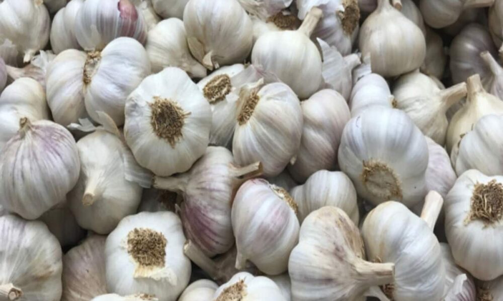 लहसुन को लेकर चल रहा बड़ा खेल, जब थोक में 170-240 तो दुकानों में 400 कैसे ?