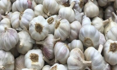 लहसुन को लेकर चल रहा बड़ा खेल, जब थोक में 170-240 तो दुकानों में 400 कैसे ?
