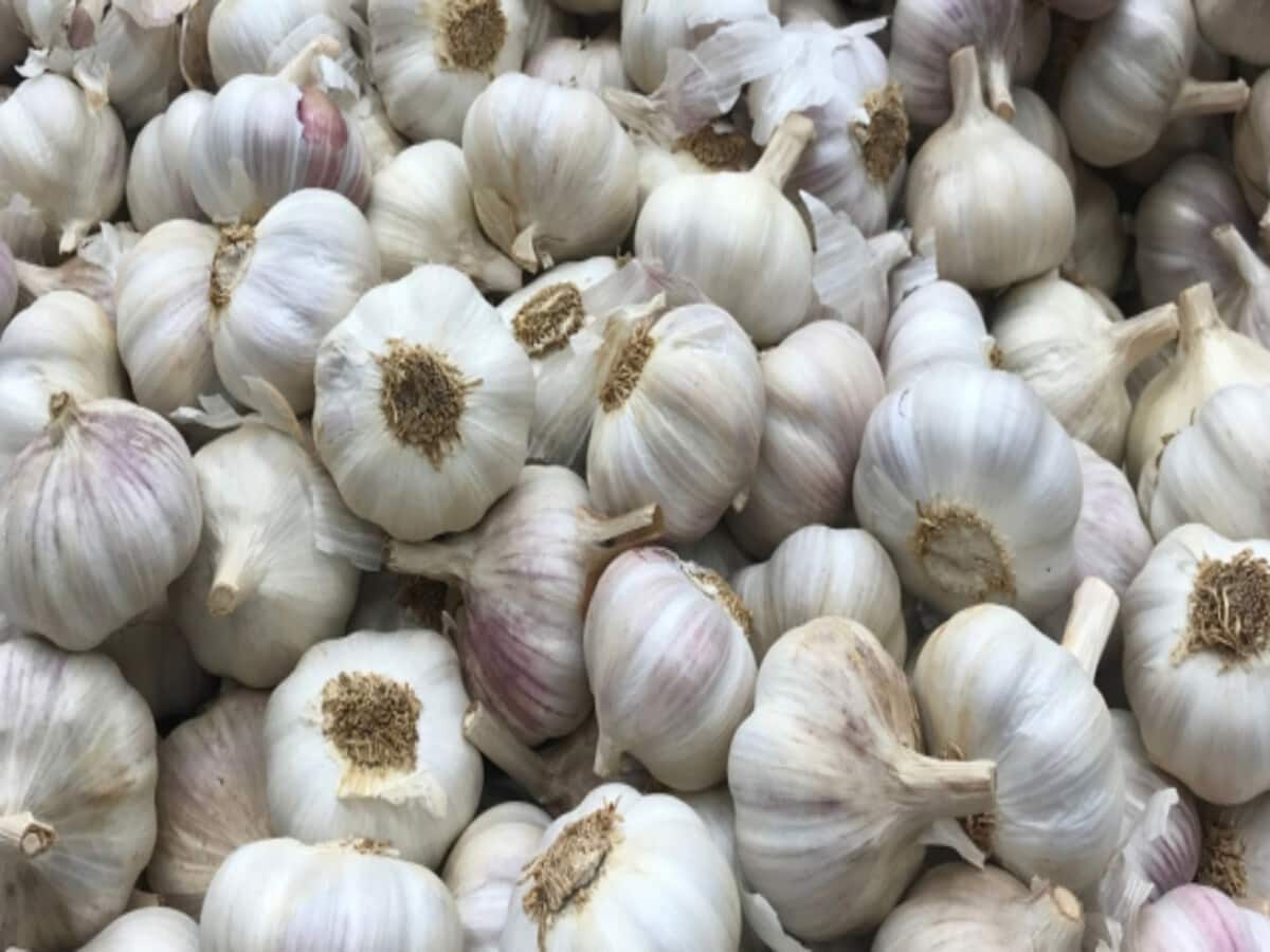 लहसुन को लेकर चल रहा बड़ा खेल, जब थोक में 170-240 तो दुकानों में 400 कैसे ? लहसुन को लेकर चल रहा बड़ा खेल, जब थोक में 170-240 तो दुकानों में 400 कैसे ?