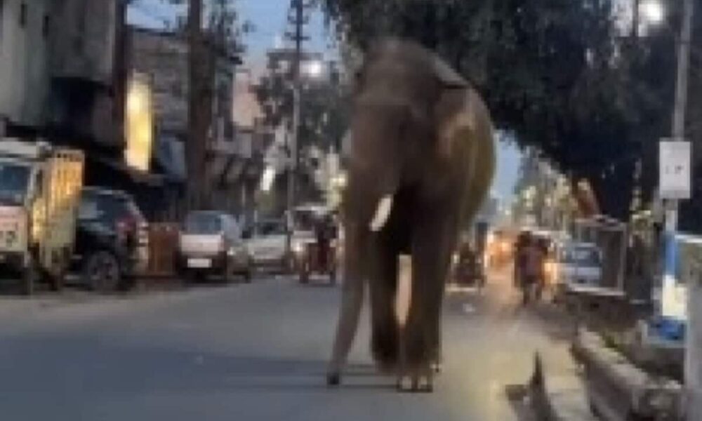 हरिद्वार की सड़कों पर फिर दिखा चिंघाड़ते मारता हाथी, VIDEO में देखें फिर क्या हुआ?