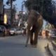 हरिद्वार की सड़कों पर फिर दिखा चिंघाड़ते मारता हाथी, VIDEO में देखें फिर क्या हुआ?