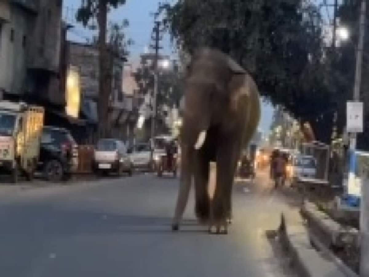 हरिद्वार की सड़कों पर फिर दिखा चिंघाड़ते मारता हाथी, VIDEO में देखें फिर क्या हुआ? हरिद्वार की सड़कों पर फिर दिखा चिंघाड़ते मारता हाथी, VIDEO में देखें फिर क्या हुआ?