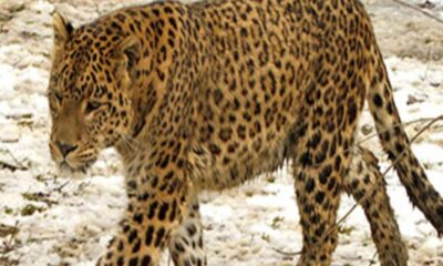 आगरा से लेकर एटा तक गांवों में तेंदुए की दहशत, इन इलाकों में अलर्ट