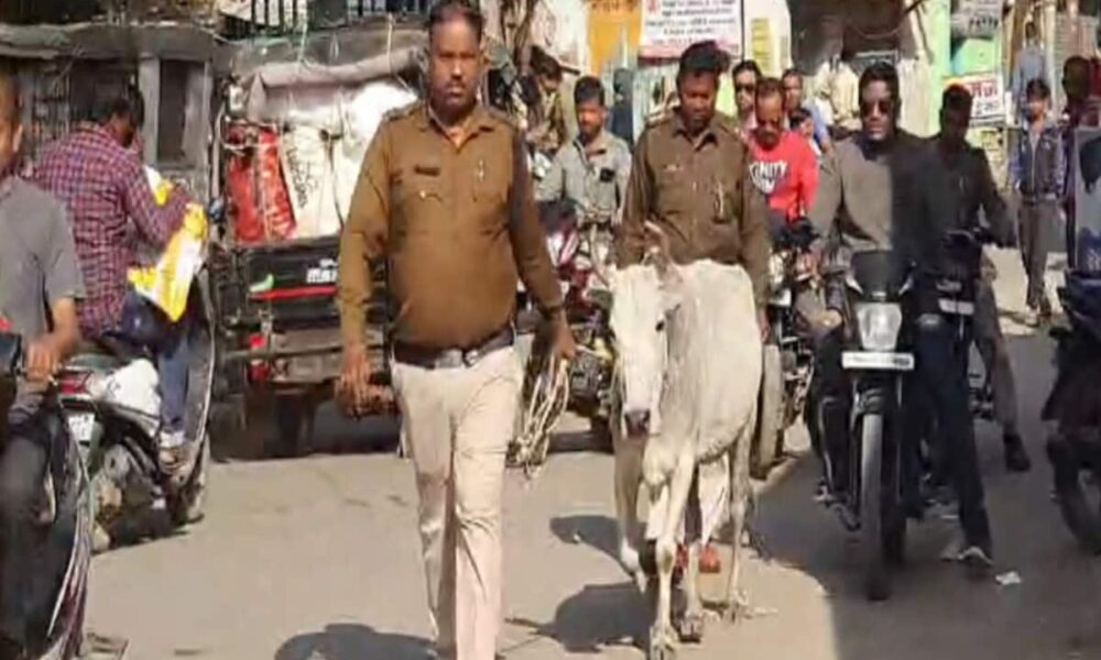 दमोह में पुलिस हांकती नजर आई गाय, वजह जानकर चौंक जाएंगे, देखें वायरल VIDEO