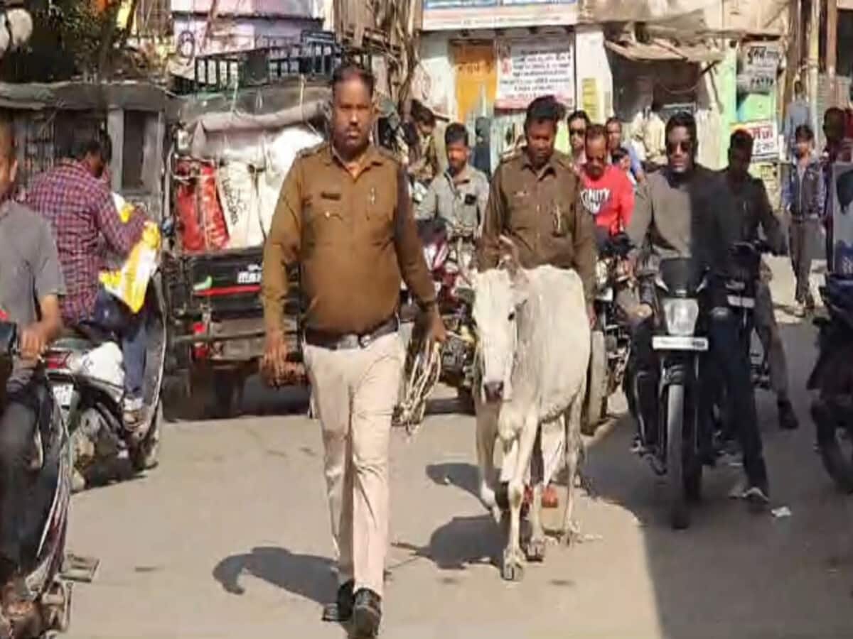 दमोह में पुलिस हांकती नजर आई गाय, वजह जानकर चौंक जाएंगे, देखें वायरल VIDEO दमोह में पुलिस हांकती नजर आई गाय, वजह जानकर चौंक जाएंगे, देखें वायरल VIDEO