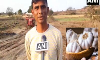 farmer became millionaire by cultivating garlic cultivator chhindwara rahul deshmukh story – लहसुन की खेती कर करोड़पति बना किसान, 13 एकड़ में लगाई थी फसल, कैसे कामयाबी