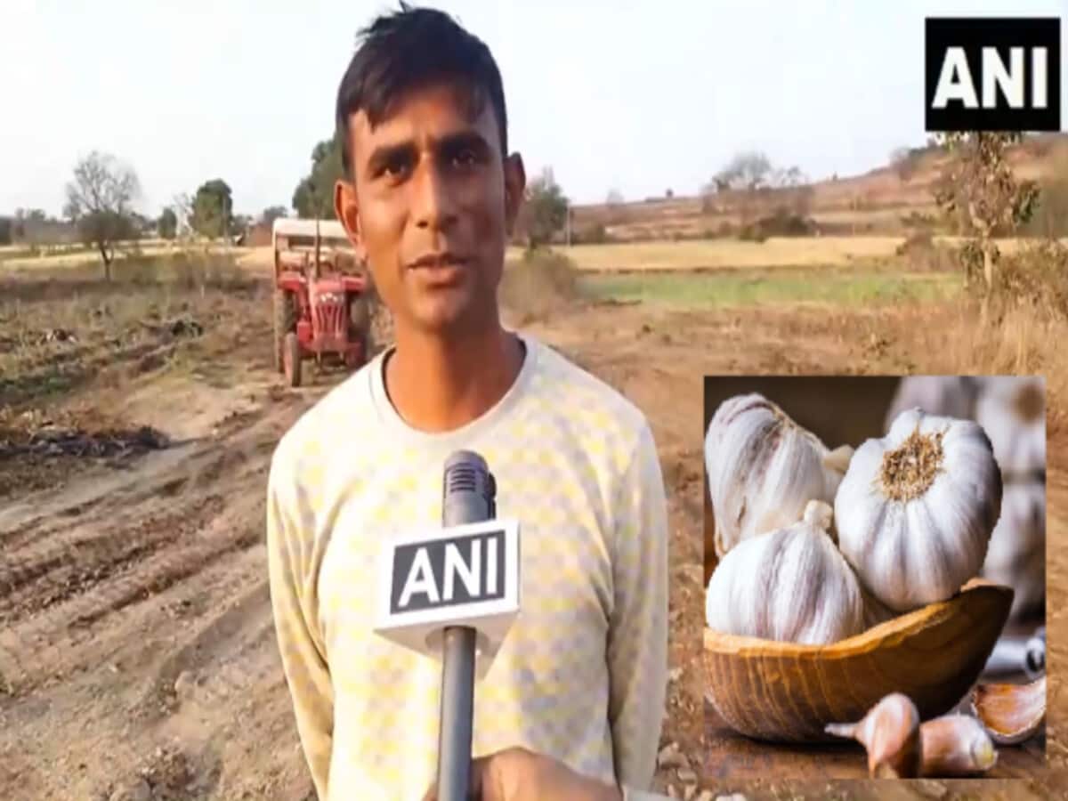 farmer became millionaire by cultivating garlic cultivator chhindwara rahul deshmukh story – लहसुन की खेती कर करोड़पति बना किसान, 13 एकड़ में लगाई थी फसल, कैसे कामयाबी farmer became millionaire by cultivating garlic cultivator chhindwara rahul deshmukh story – लहसुन की खेती कर करोड़पति बना किसान, 13 एकड़ में लगाई थी फसल, कैसे कामयाबी