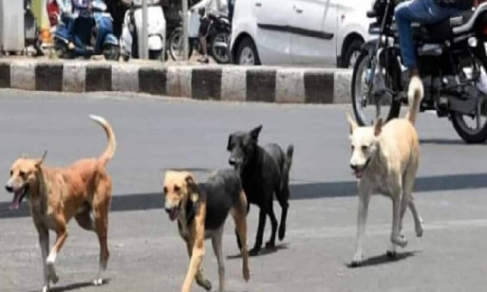 आवारा कुत्तों ने डेढ़ साल की बच्ची को नोंचकर मार डाला, NHRC ने सरकार, पुलिस चीफ को भेजा नोटिस; मांगा जवाब