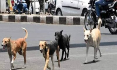 आवारा कुत्तों ने डेढ़ साल की बच्ची को नोंचकर मार डाला, NHRC ने सरकार, पुलिस चीफ को भेजा नोटिस; मांगा जवाब