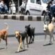 आवारा कुत्तों ने डेढ़ साल की बच्ची को नोंचकर मार डाला, NHRC ने सरकार, पुलिस चीफ को भेजा नोटिस; मांगा जवाब