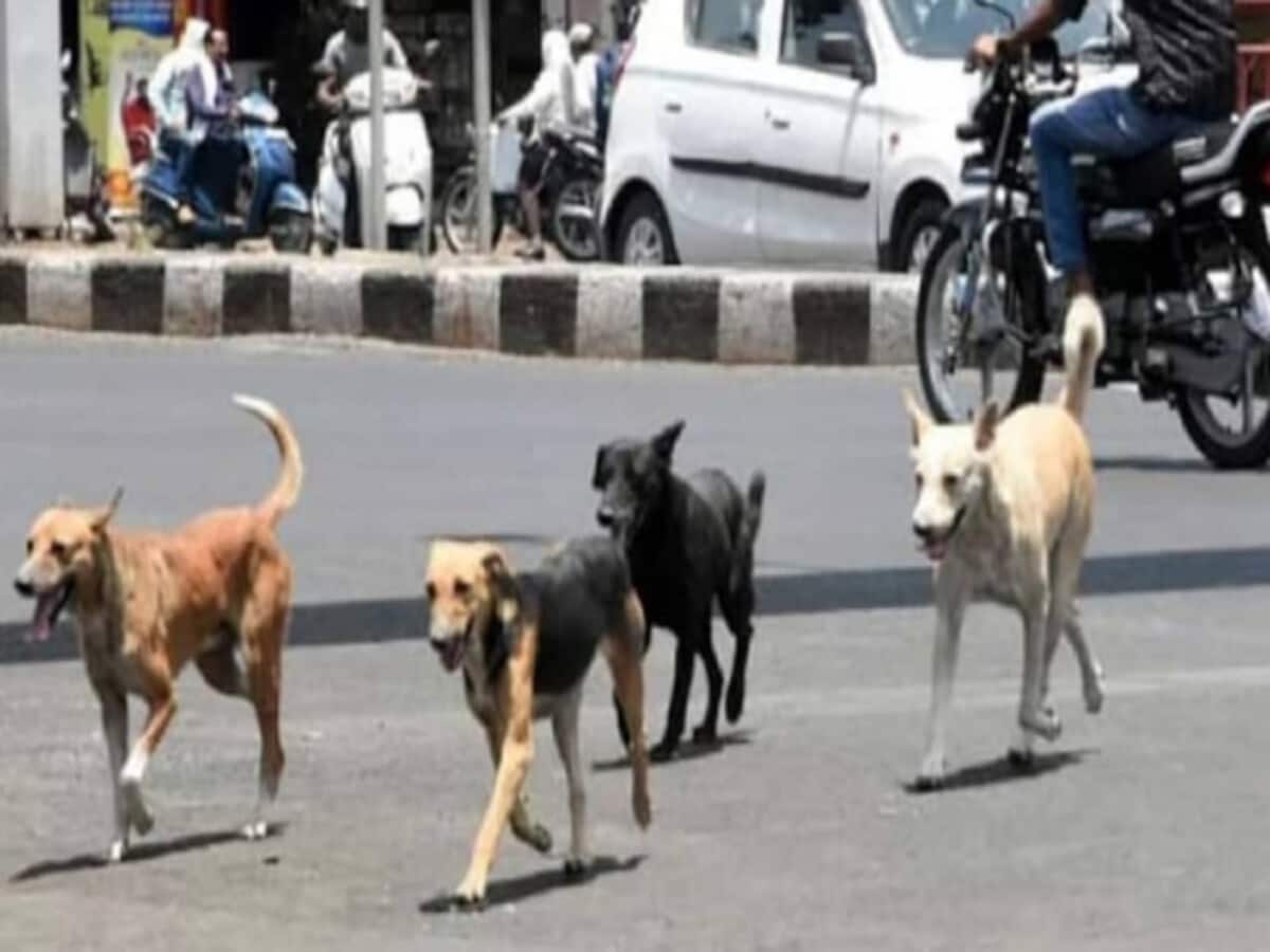 आवारा कुत्तों ने डेढ़ साल की बच्ची को नोंचकर मार डाला, NHRC ने सरकार, पुलिस चीफ को भेजा नोटिस; मांगा जवाब आवारा कुत्तों ने डेढ़ साल की बच्ची को नोंचकर मार डाला, NHRC ने सरकार, पुलिस चीफ को भेजा नोटिस; मांगा जवाब