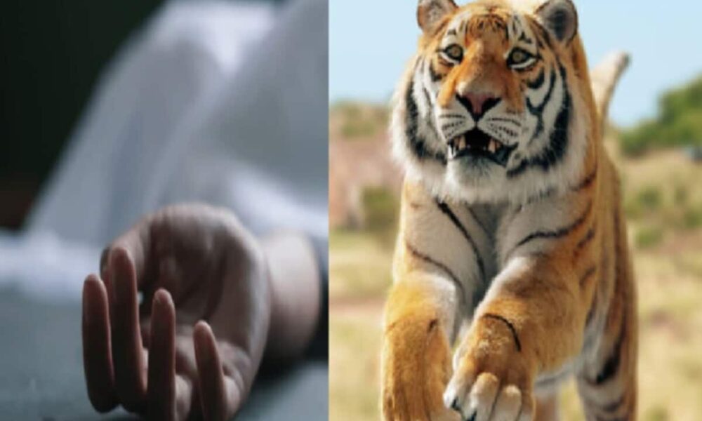 फूल इकट्ठा करने जंगल गई थी महिला, बाघ ने कर दिया हमला; मौत