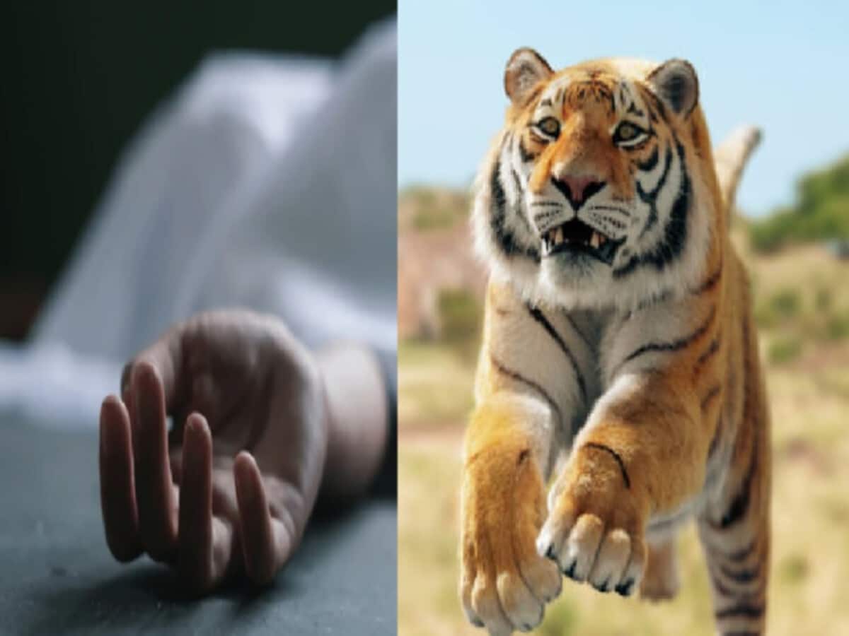 फूल इकट्ठा करने जंगल गई थी महिला, बाघ ने कर दिया हमला; मौत फूल इकट्ठा करने जंगल गई थी महिला, बाघ ने कर दिया हमला; मौत
