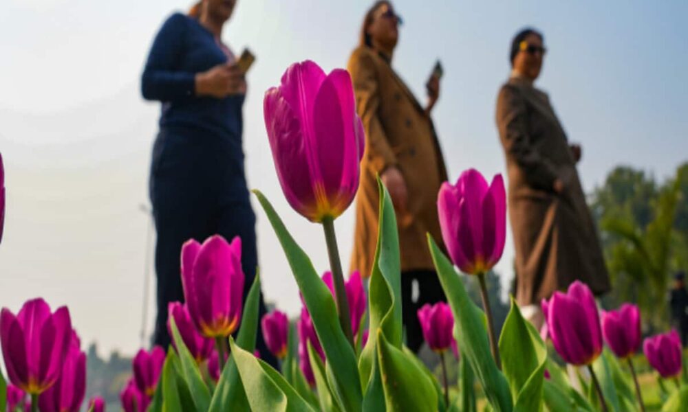 पहली बार लुटियन दिल्ली के बाहर बिखरी ट्यूलिप की शोभा, एलजी की पहल पर सजे पार्क