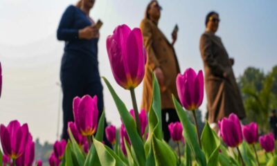 पहली बार लुटियन दिल्ली के बाहर बिखरी ट्यूलिप की शोभा, एलजी की पहल पर सजे पार्क