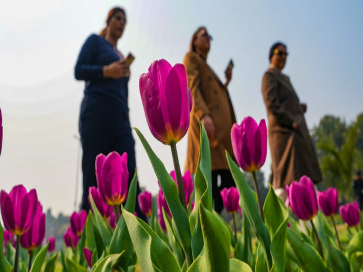 पहली बार लुटियन दिल्ली के बाहर बिखरी ट्यूलिप की शोभा, एलजी की पहल पर सजे पार्क पहली बार लुटियन दिल्ली के बाहर बिखरी ट्यूलिप की शोभा, एलजी की पहल पर सजे पार्क