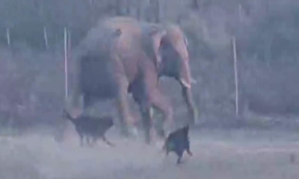 2 कुत्तों ने हाथियों के झुंड को भगाया, VIDEO में देखें कैसे भागे 4 हाथी