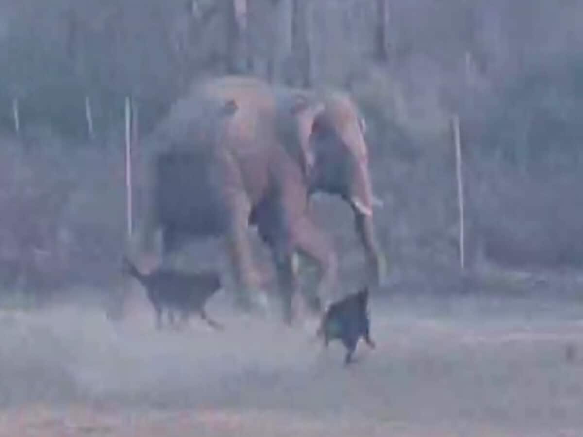 2 कुत्तों ने हाथियों के झुंड को भगाया, VIDEO में देखें कैसे भागे 4 हाथी 2 कुत्तों ने हाथियों के झुंड को भगाया, VIDEO में देखें कैसे भागे 4 हाथी