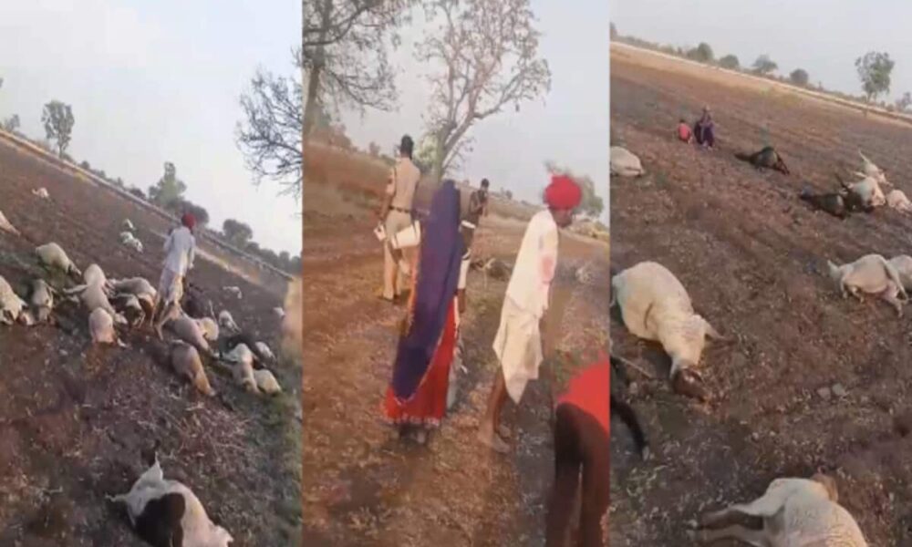 MP में एक साथ 100 भेड़ों की कैसे हुई मौत, नाक से निकलने लगा खून; इलाके में मचा हड़कंप