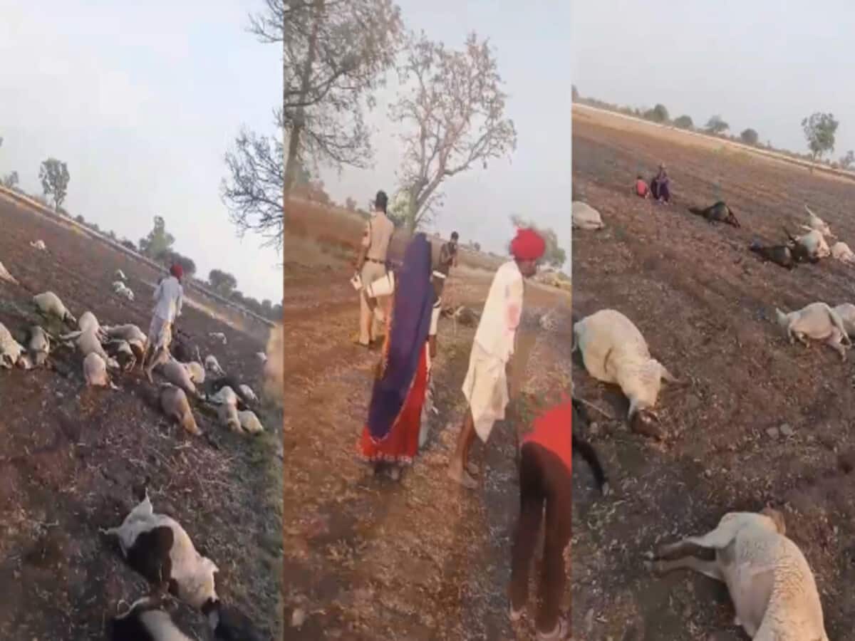 MP में एक साथ 100 भेड़ों की कैसे हुई मौत, नाक से निकलने लगा खून; इलाके में मचा हड़कंप MP में एक साथ 100 भेड़ों की कैसे हुई मौत, नाक से निकलने लगा खून; इलाके में मचा हड़कंप